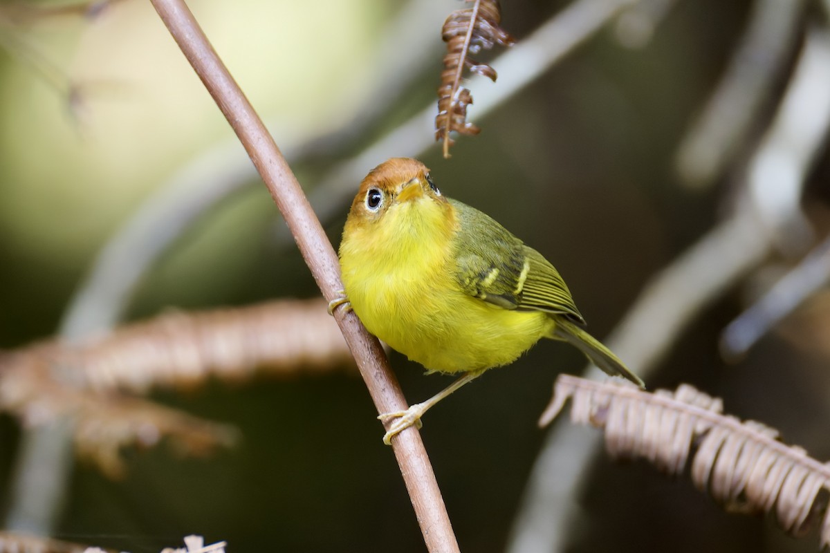 Yellow-breasted Warbler - ML635699266