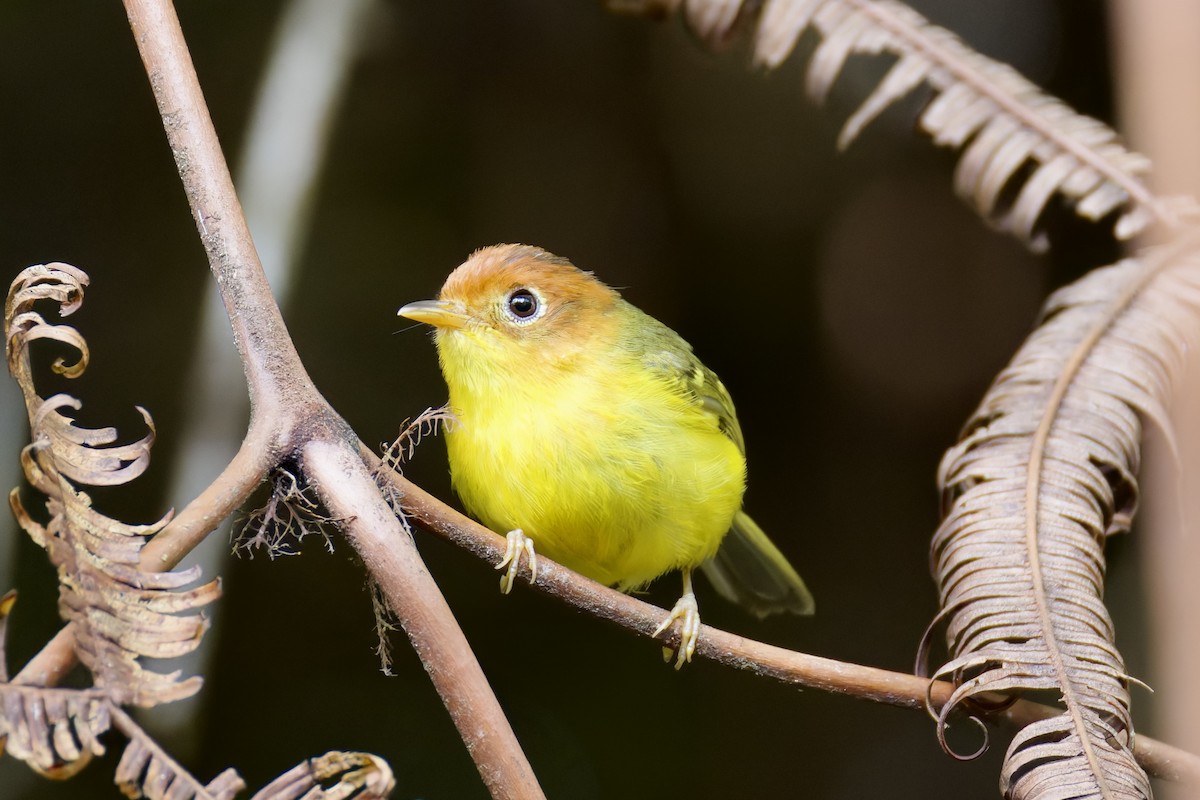 Yellow-breasted Warbler - ML635699267