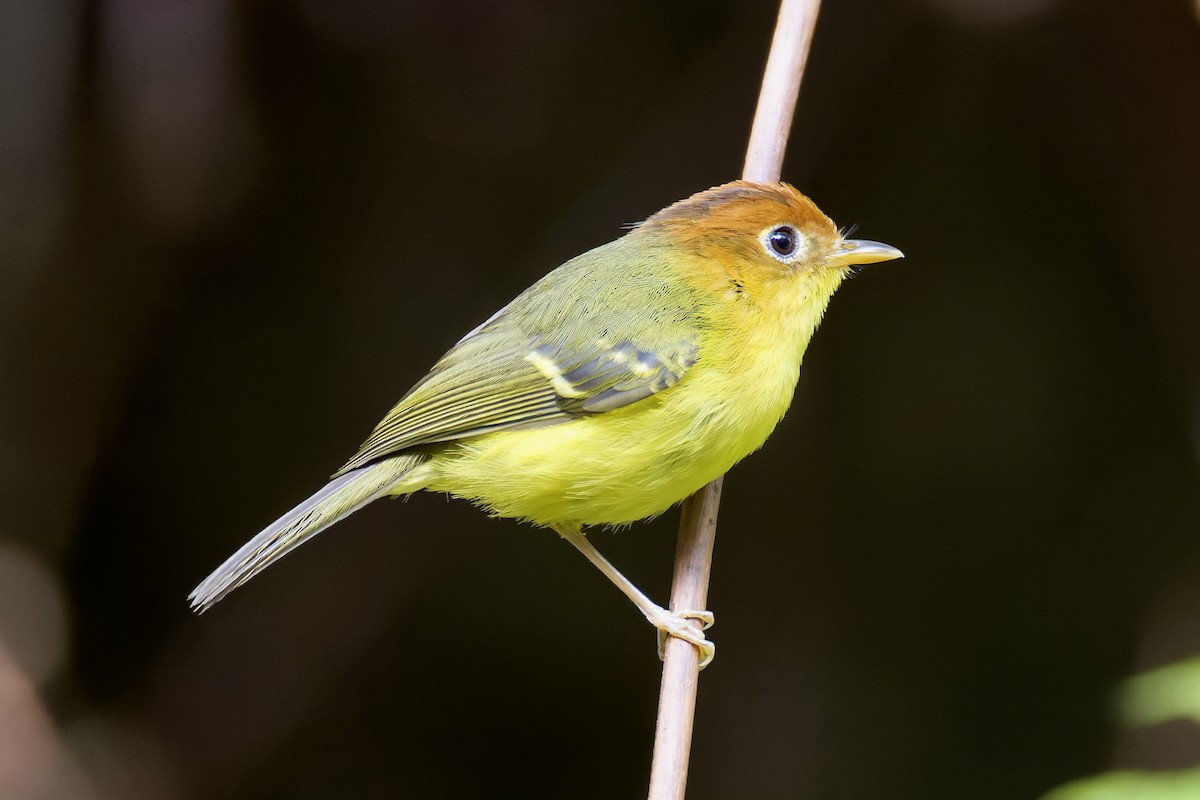 Yellow-breasted Warbler - ML635699268