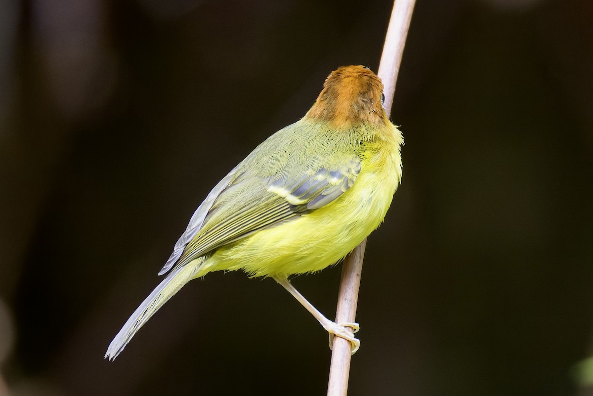 Yellow-breasted Warbler - ML635699269