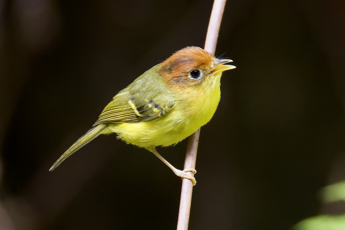 Yellow-breasted Warbler - ML635699271