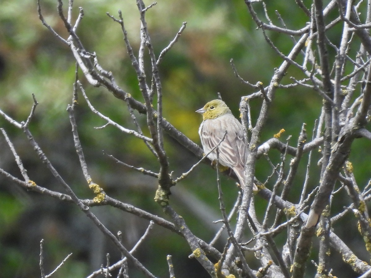 Cinereous Bunting - ML635699316