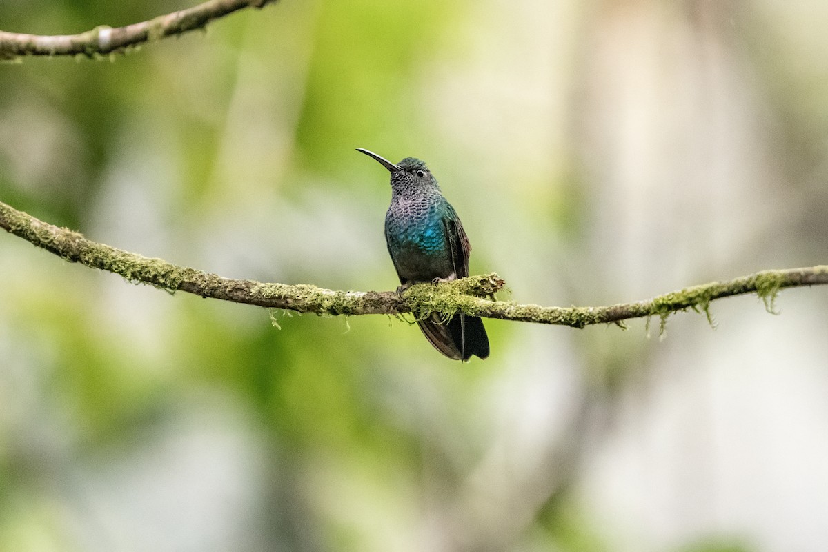 Colibri de Buffon (intermedia) - ML635699377