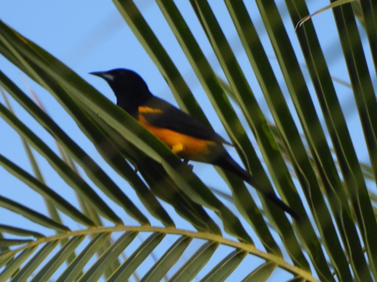 Black-vented Oriole - ML635699404