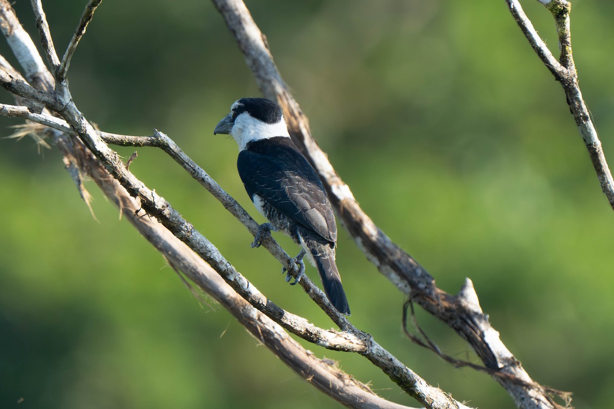 White-necked Puffbird - ML635699425
