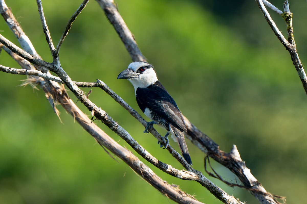 White-necked Puffbird - ML635699426