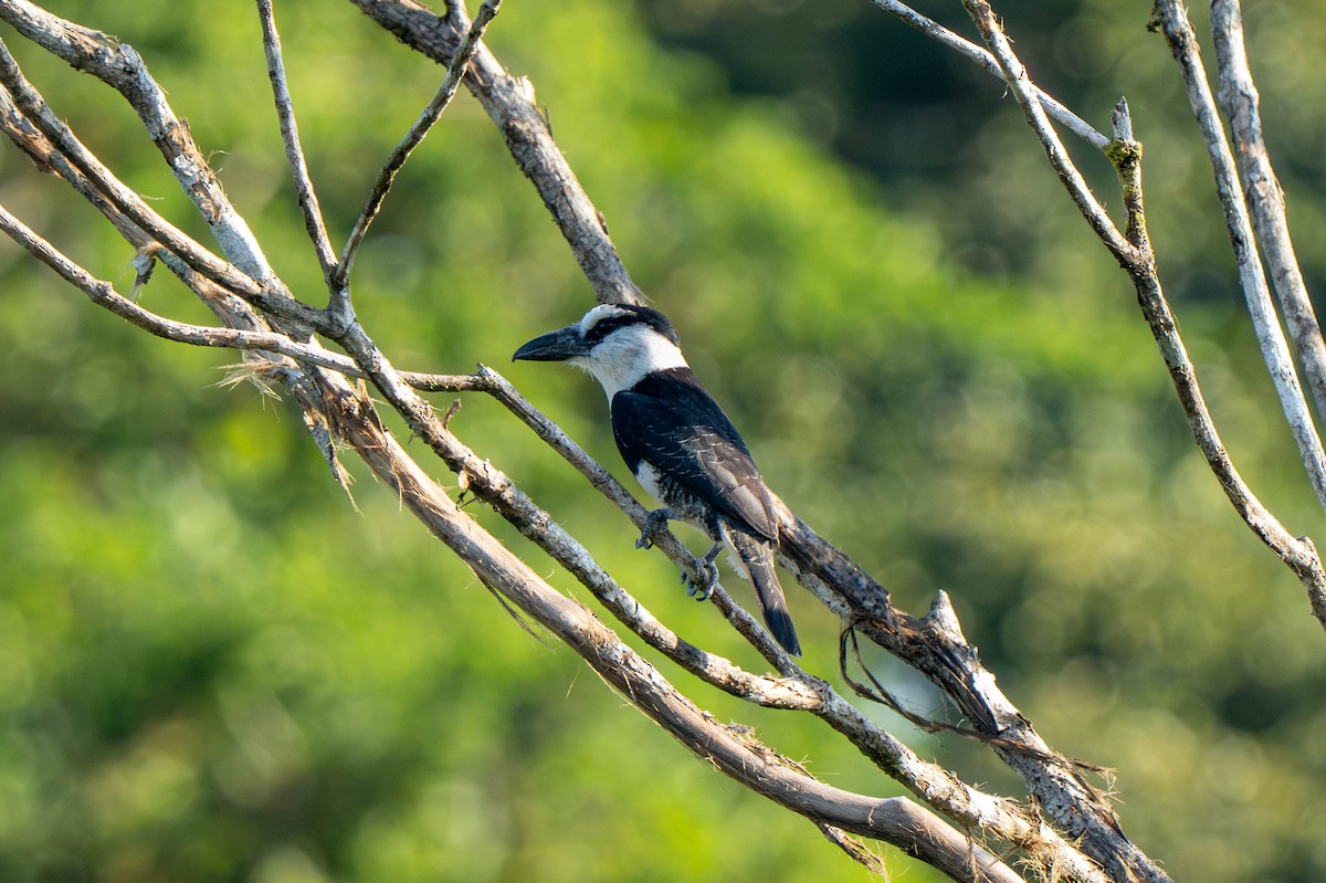 White-necked Puffbird - ML635699427