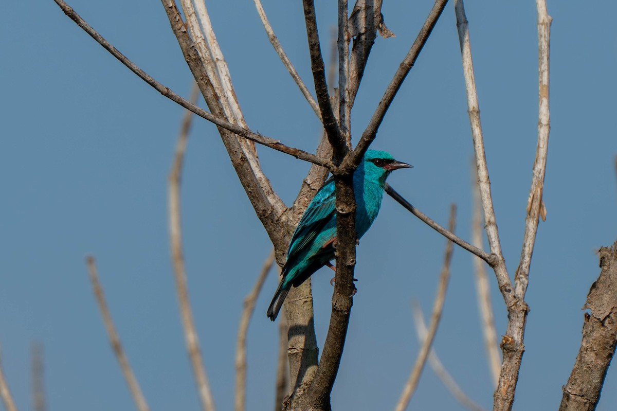 Blue Dacnis - ML635699483
