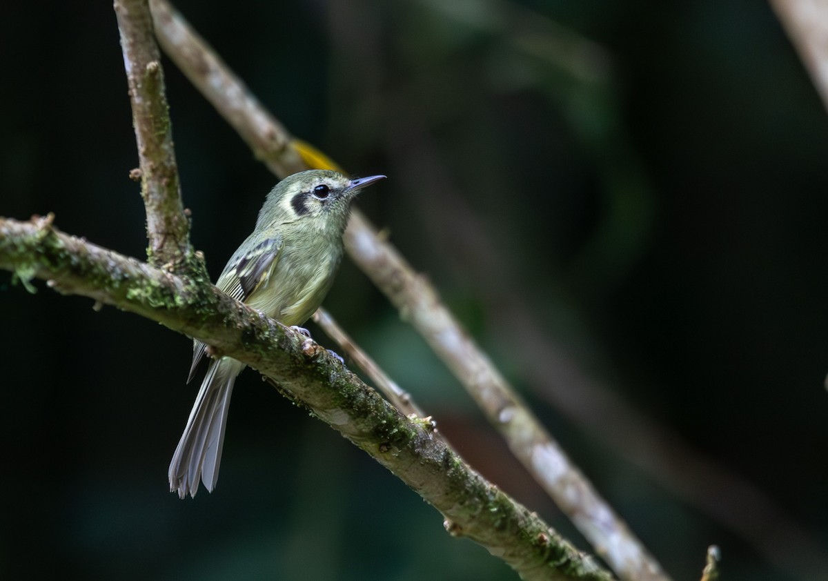 Sao Paulo Bristle-Tyrant - ML635699650