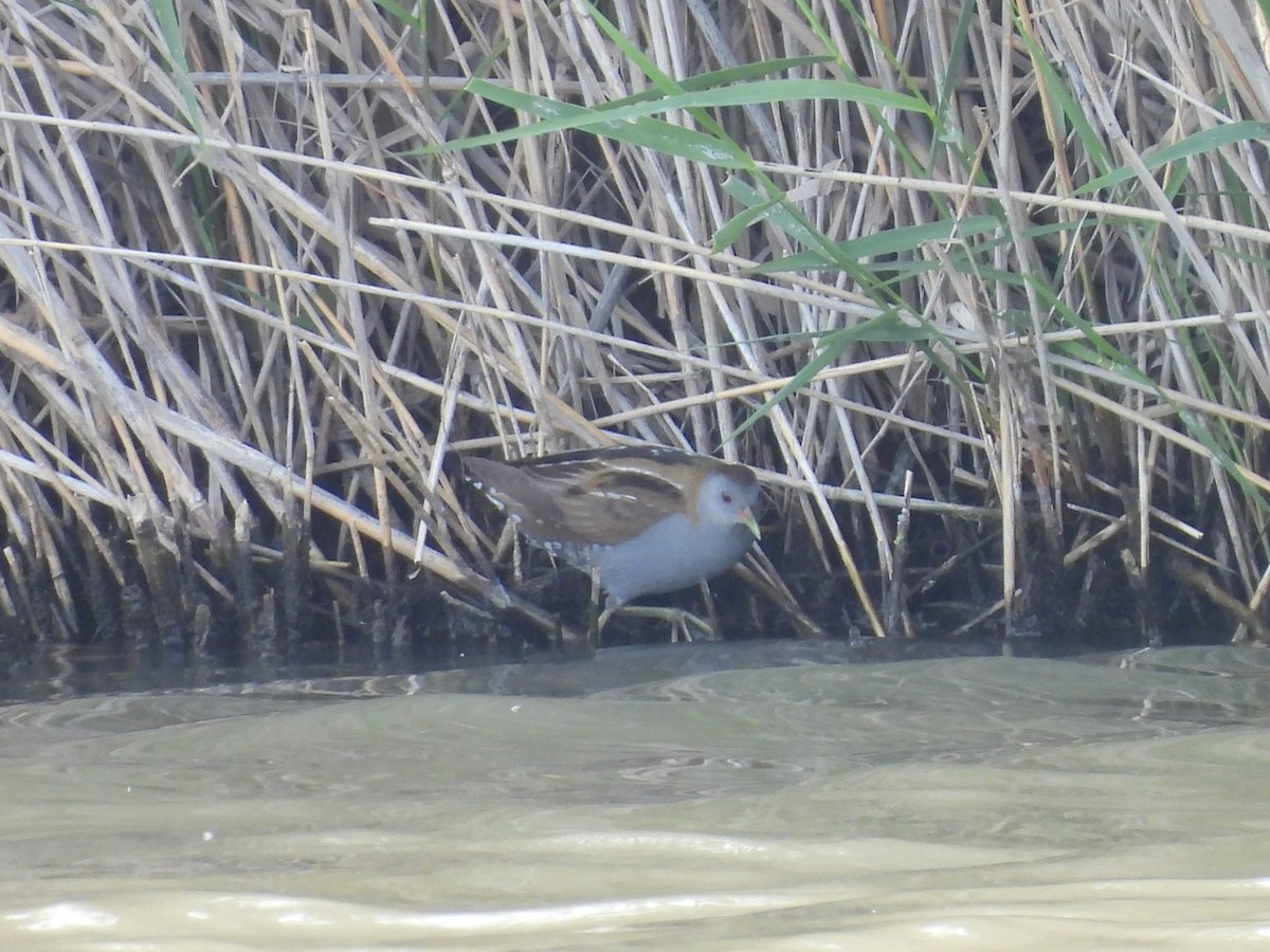 Little Crake - ML635699654