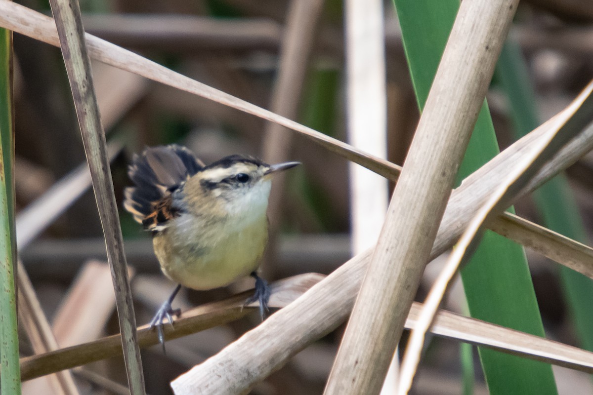 Wren-like Rushbird - ML635699693