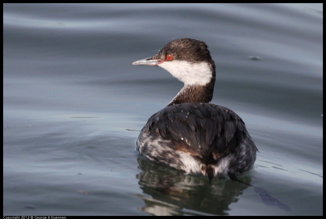 Horned Grebe - ML635699697