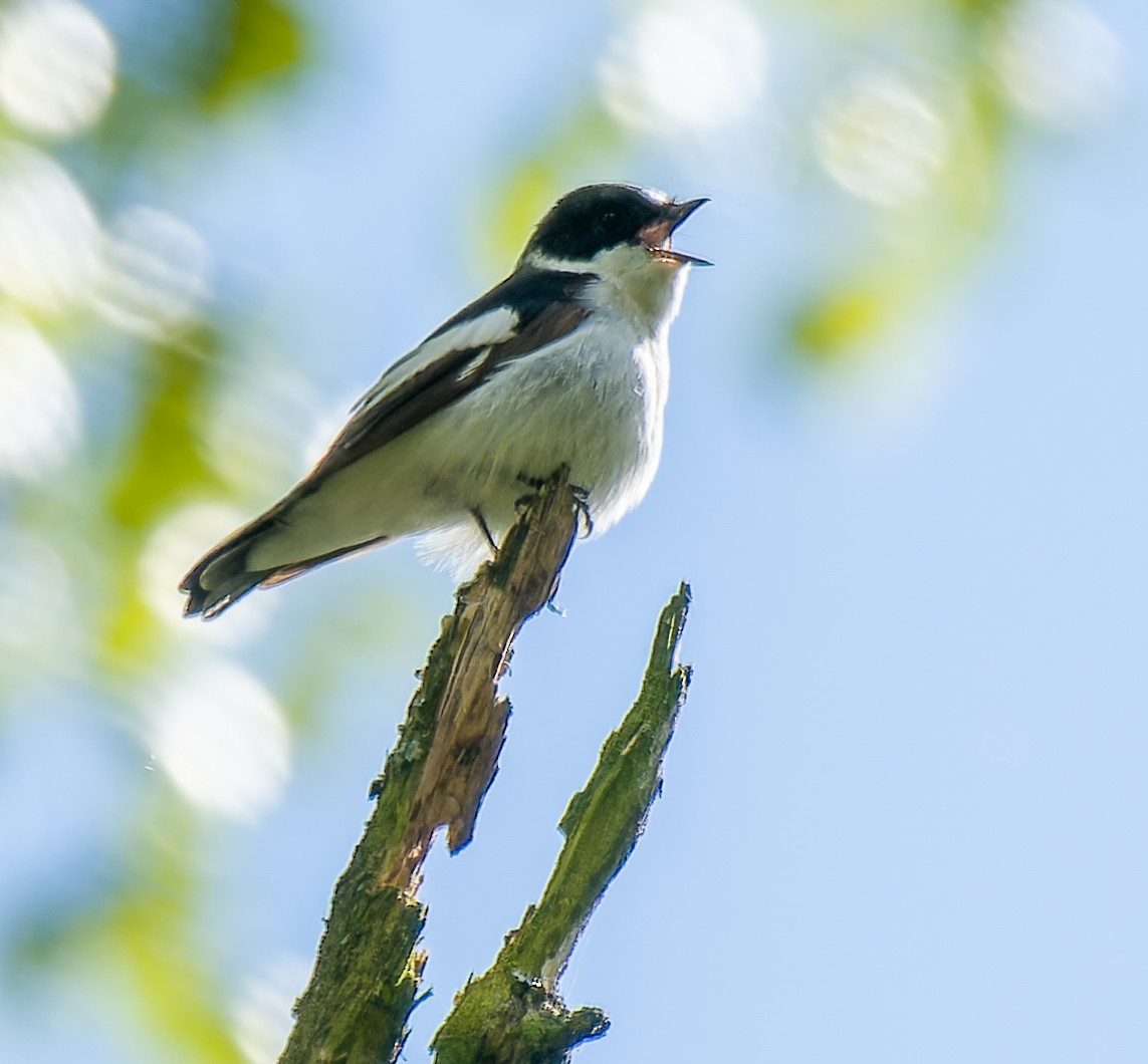 Collared Flycatcher - ML635699707