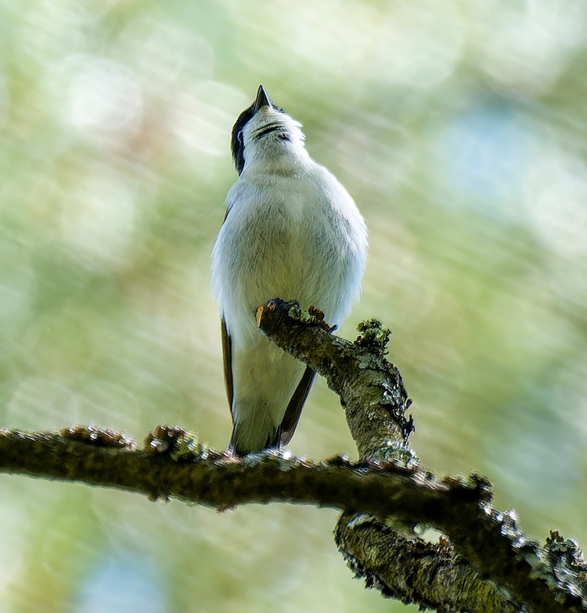 Collared Flycatcher - ML635699708