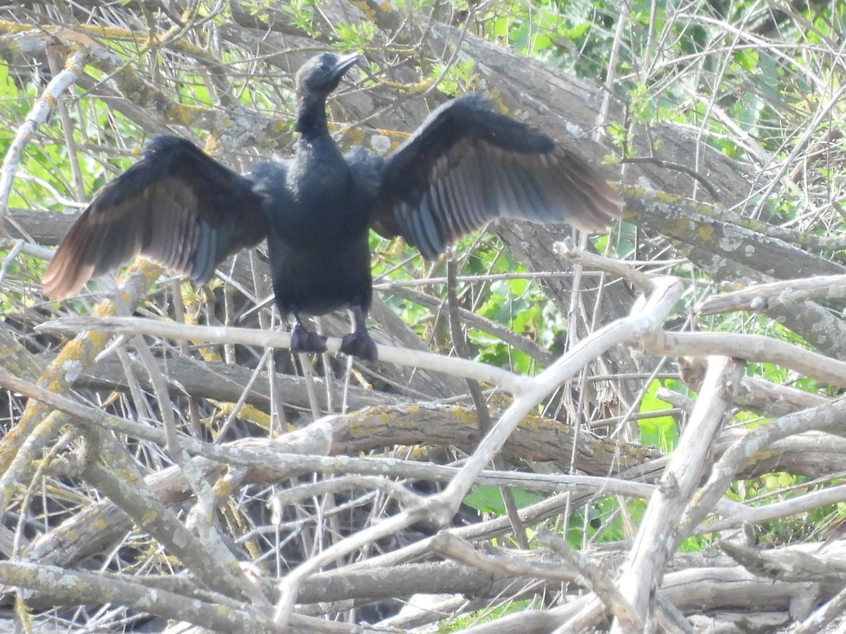 Pygmy Cormorant - ML635699727
