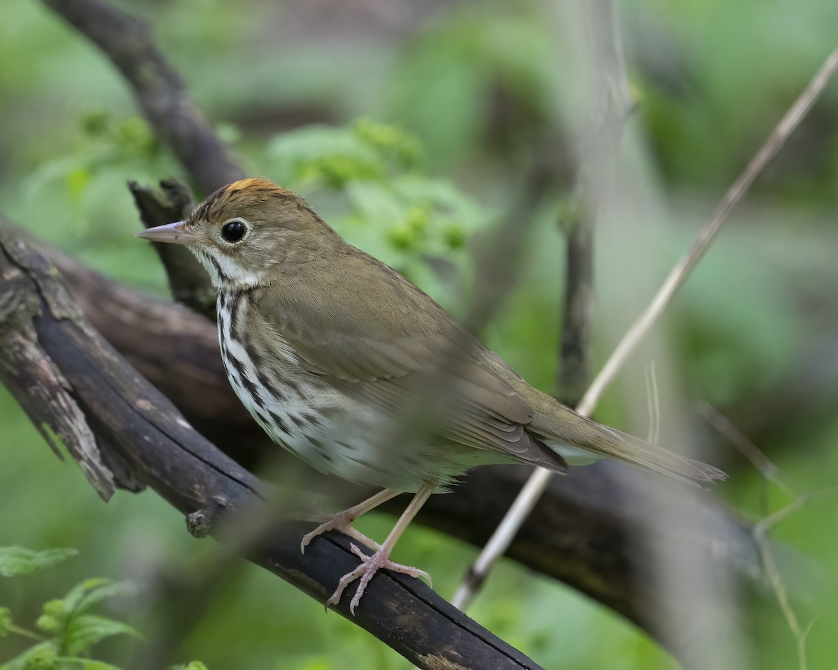 Ovenbird - ML635699744