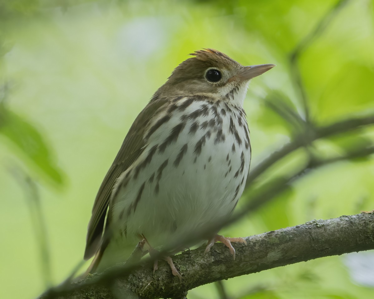 Ovenbird - ML635699748