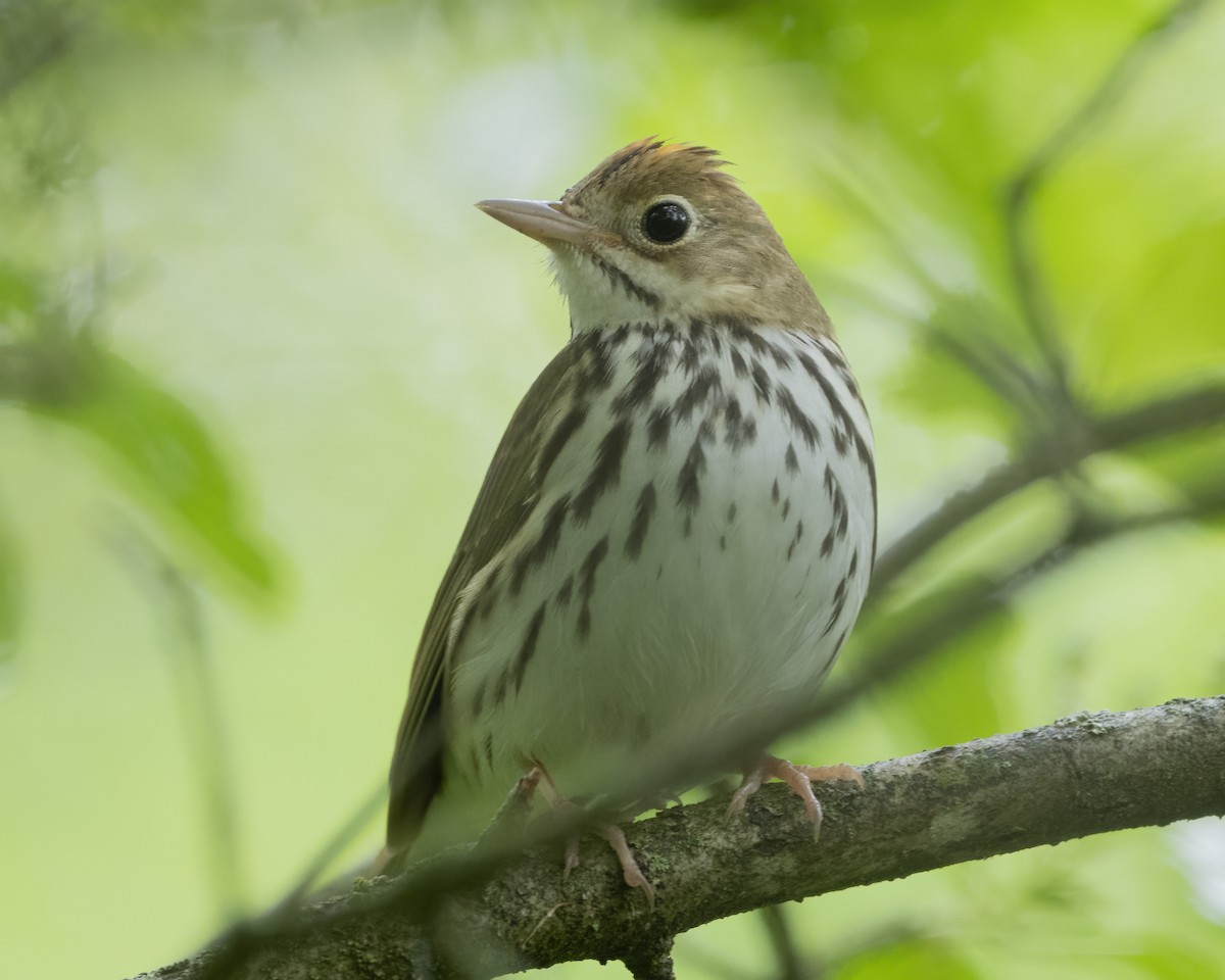Ovenbird - ML635699749