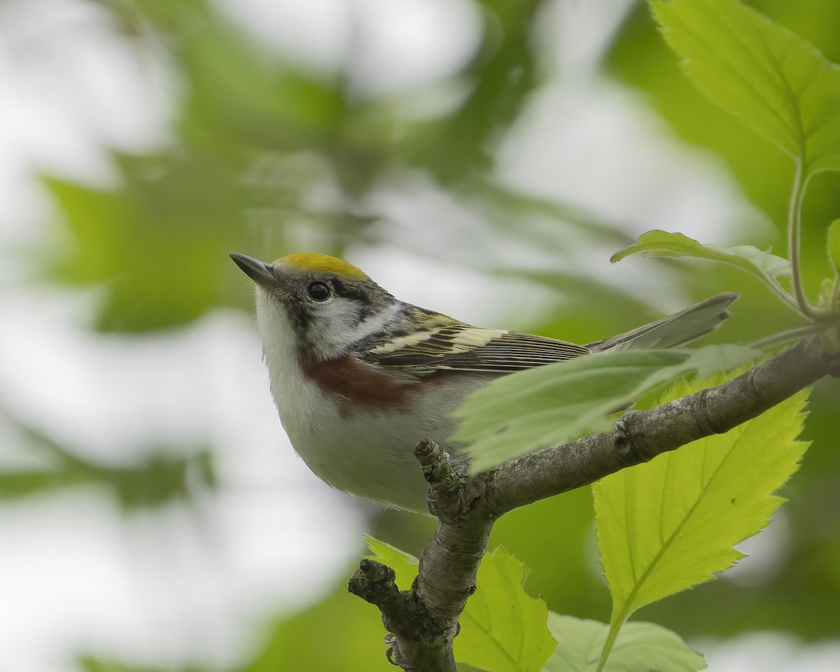 Chestnut-sided Warbler - ML635699757