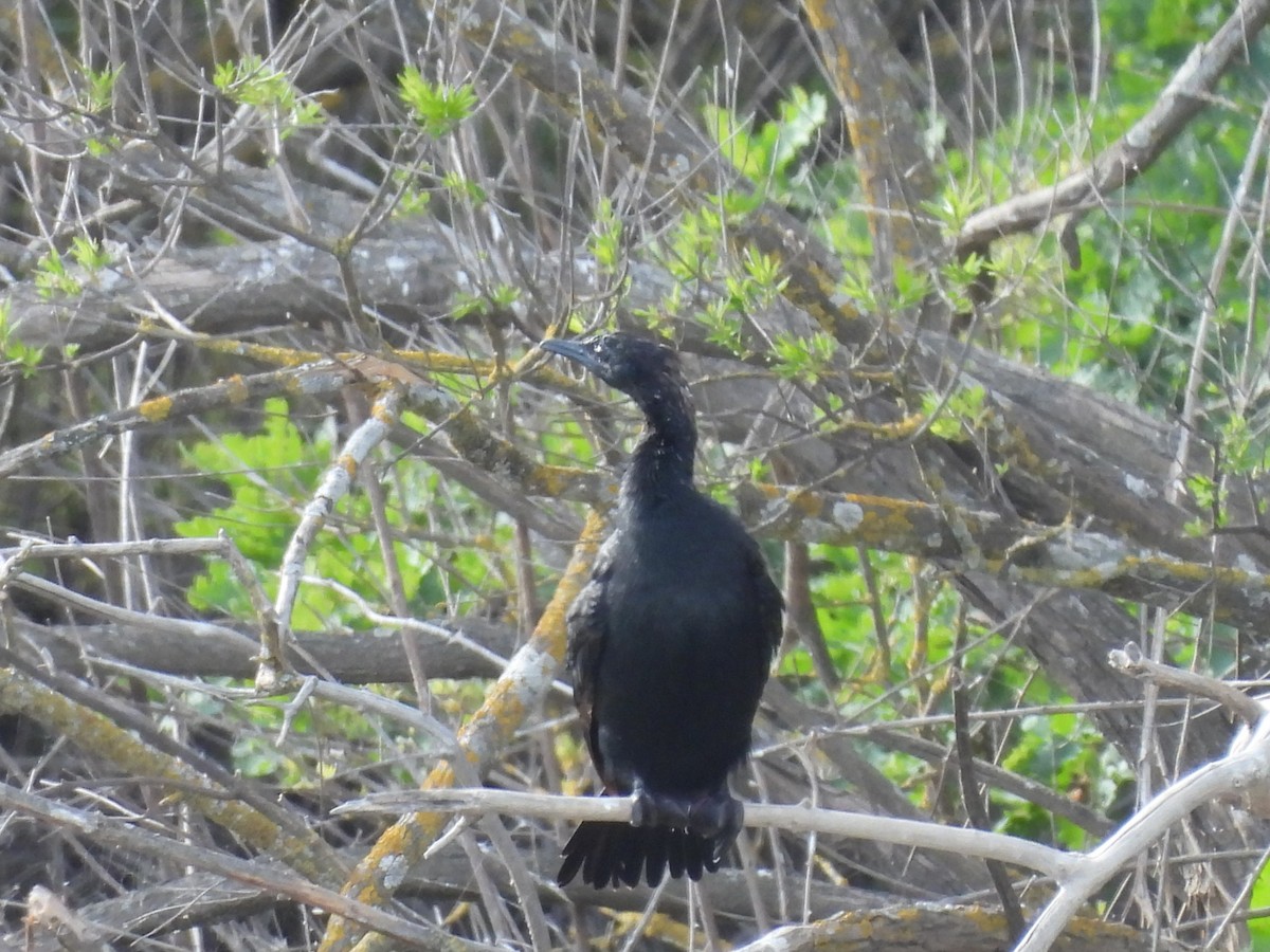 Pygmy Cormorant - ML635699769