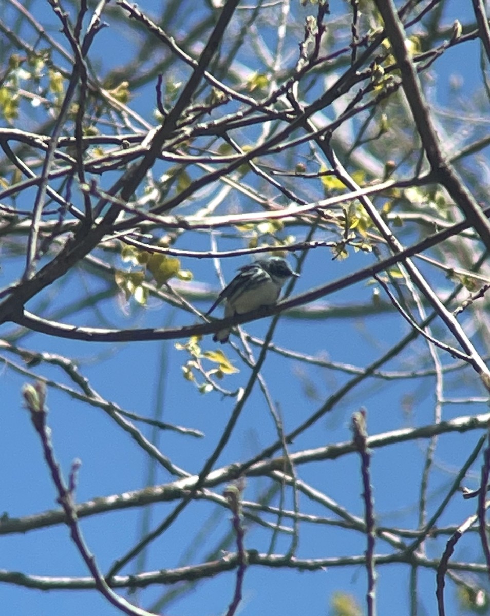Cerulean Warbler - ML635699785