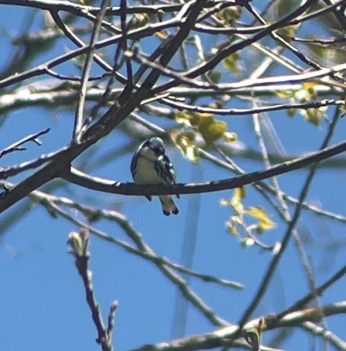 Cerulean Warbler - ML635699786
