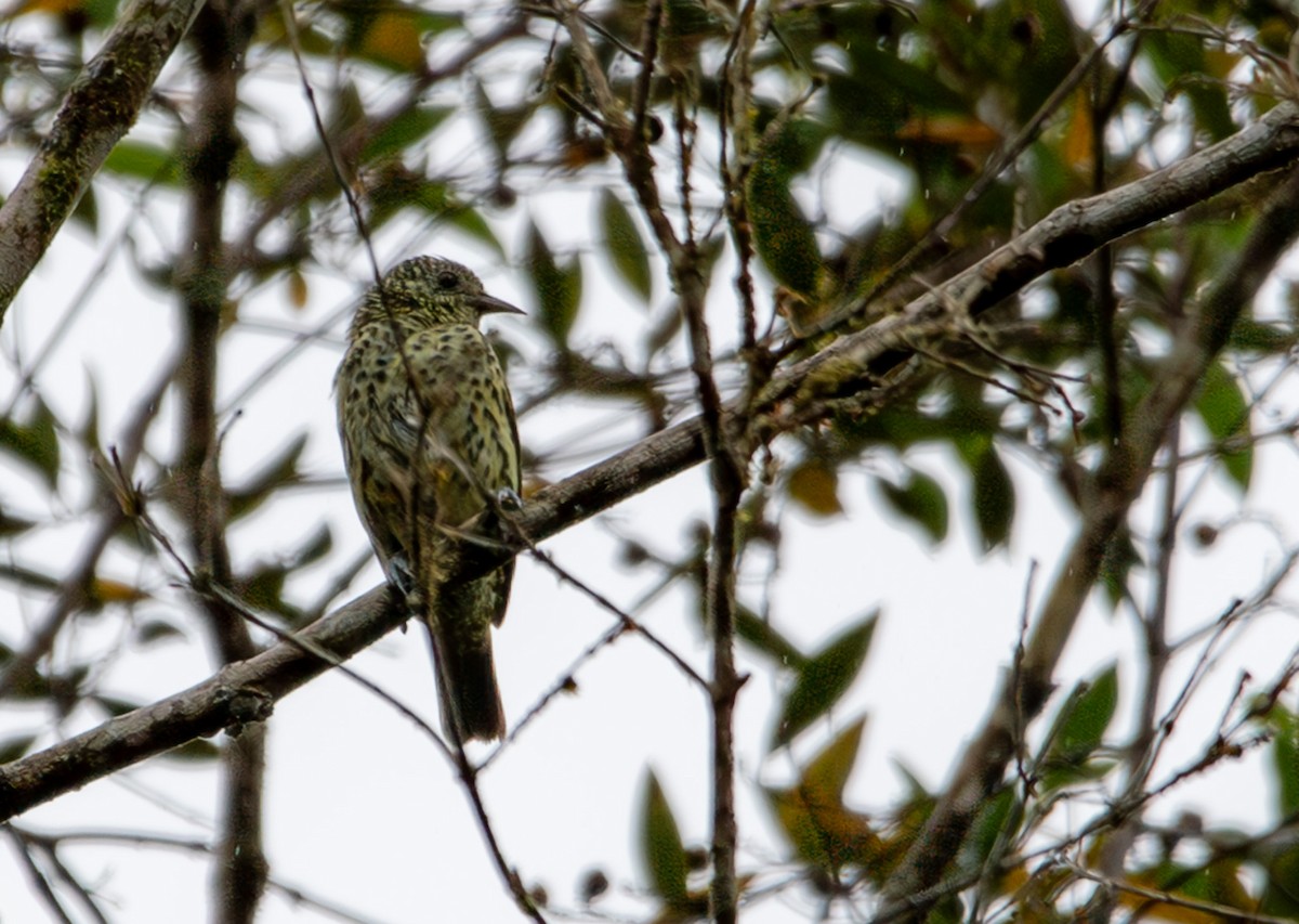 Sharpbill - ML635699791