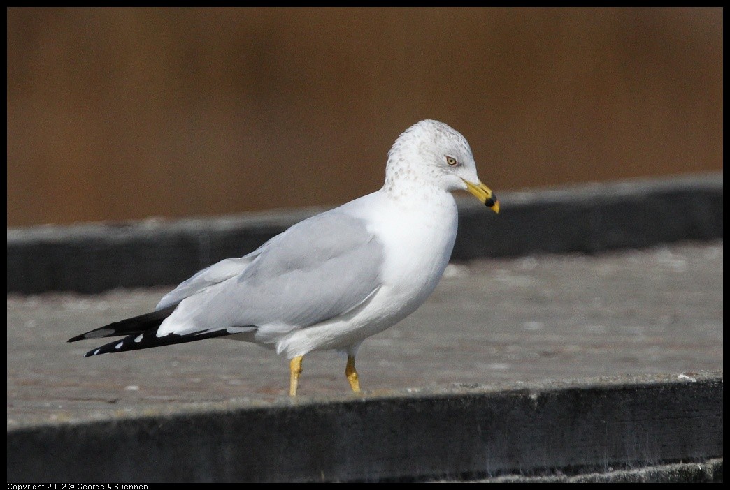 Ring-billed Gull - ML635699827