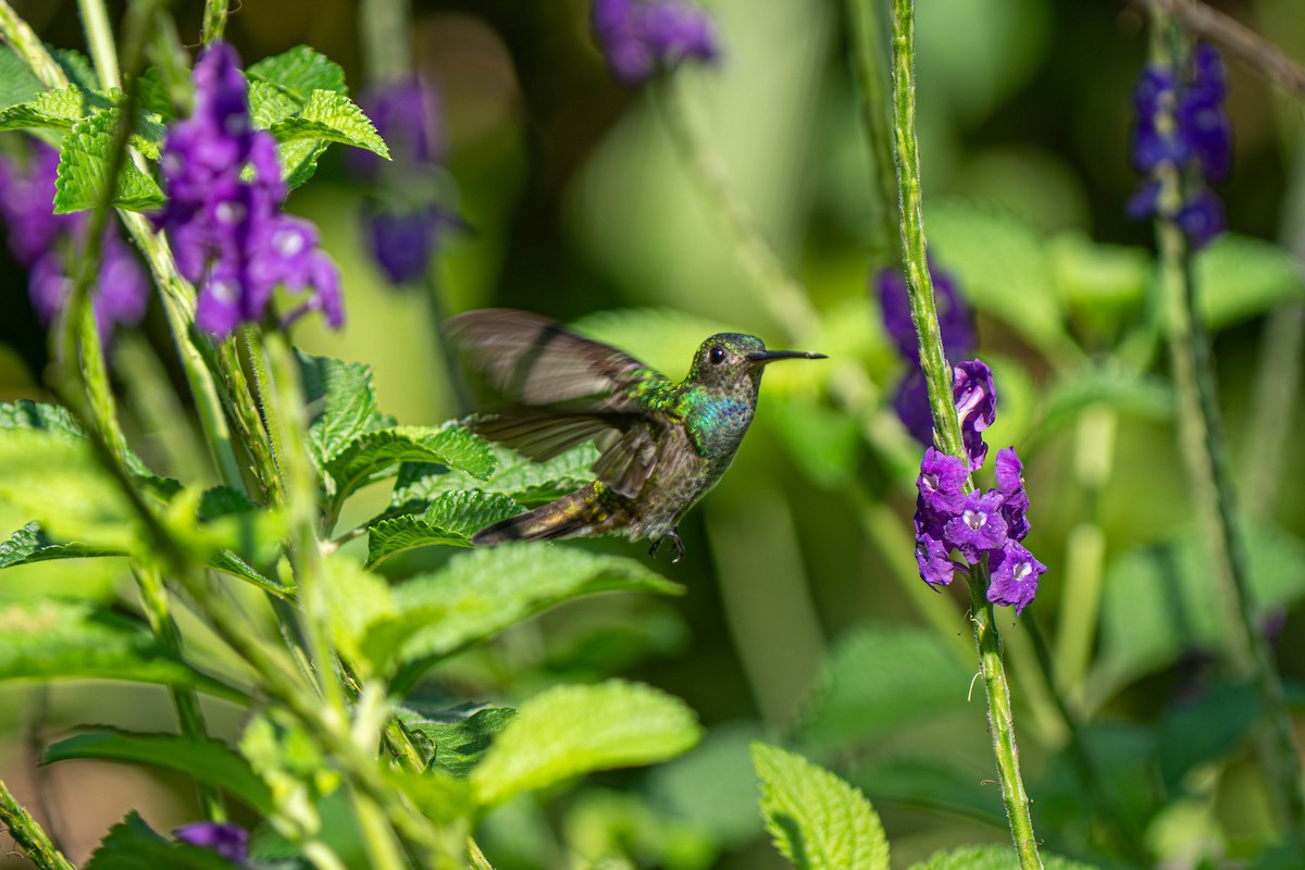 Charming Hummingbird - ML635699898