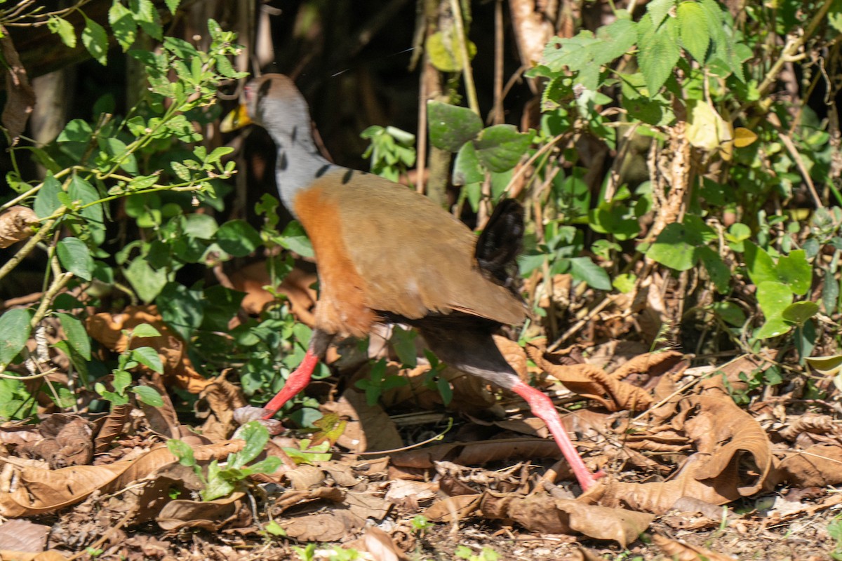 Gray-cowled Wood-Rail - ML635699908