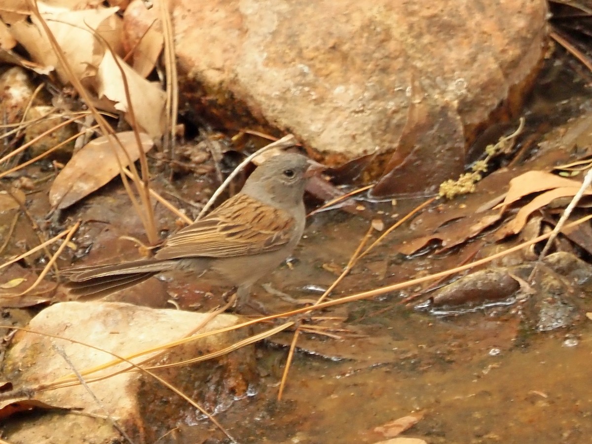 Black-chinned Sparrow - ML635699957
