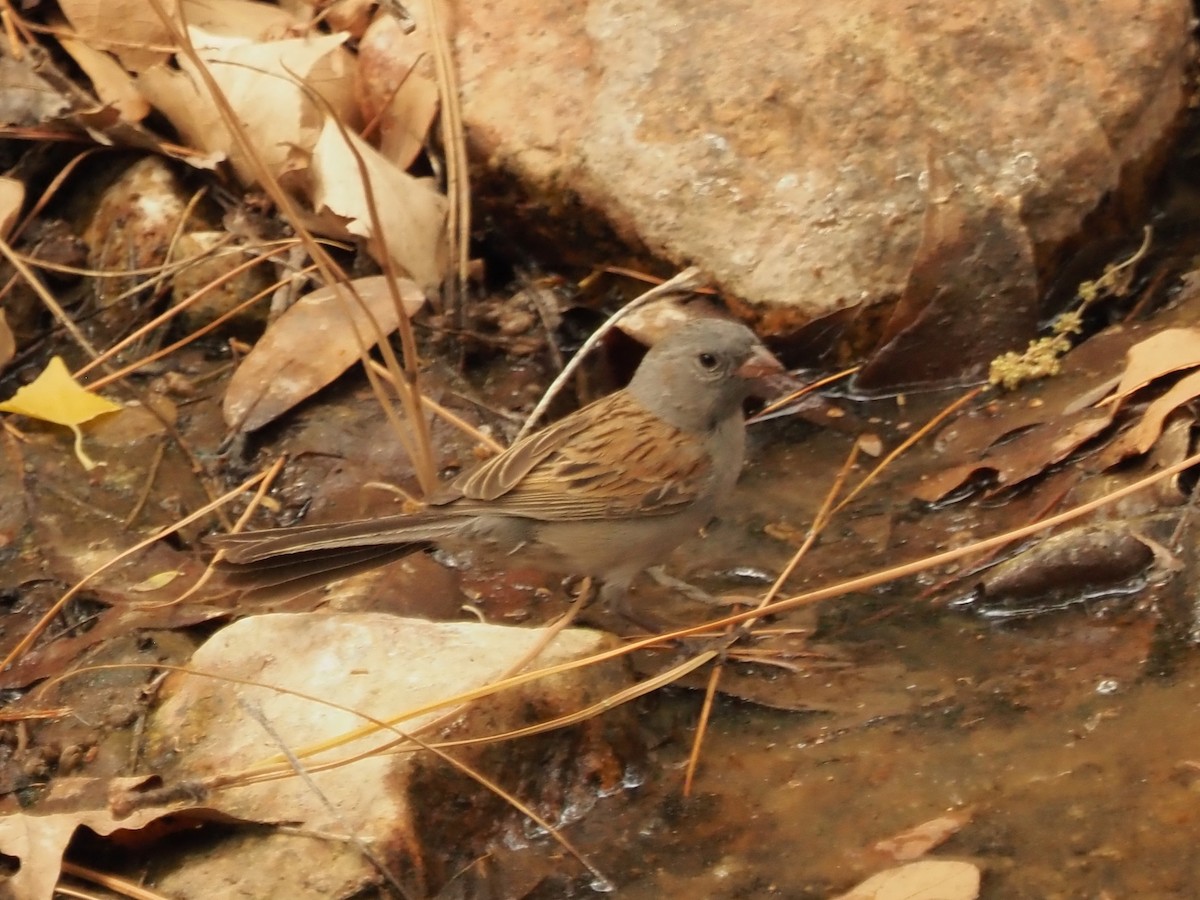 Black-chinned Sparrow - ML635699982