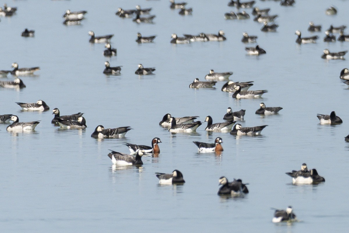 Red-breasted Goose - ML635700087