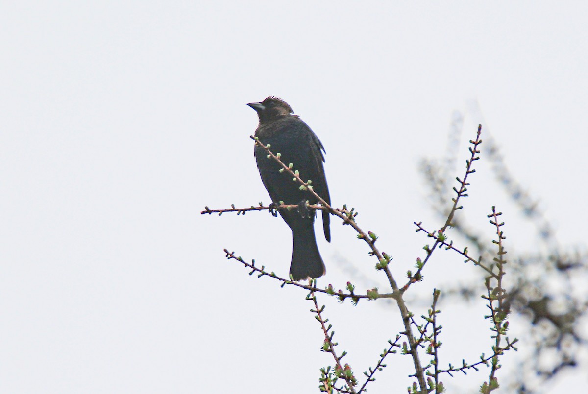 Brown-headed Cowbird - ML635700151