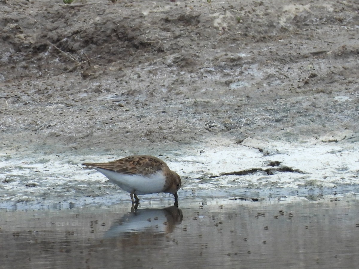Temminck's Stint - ML635700244