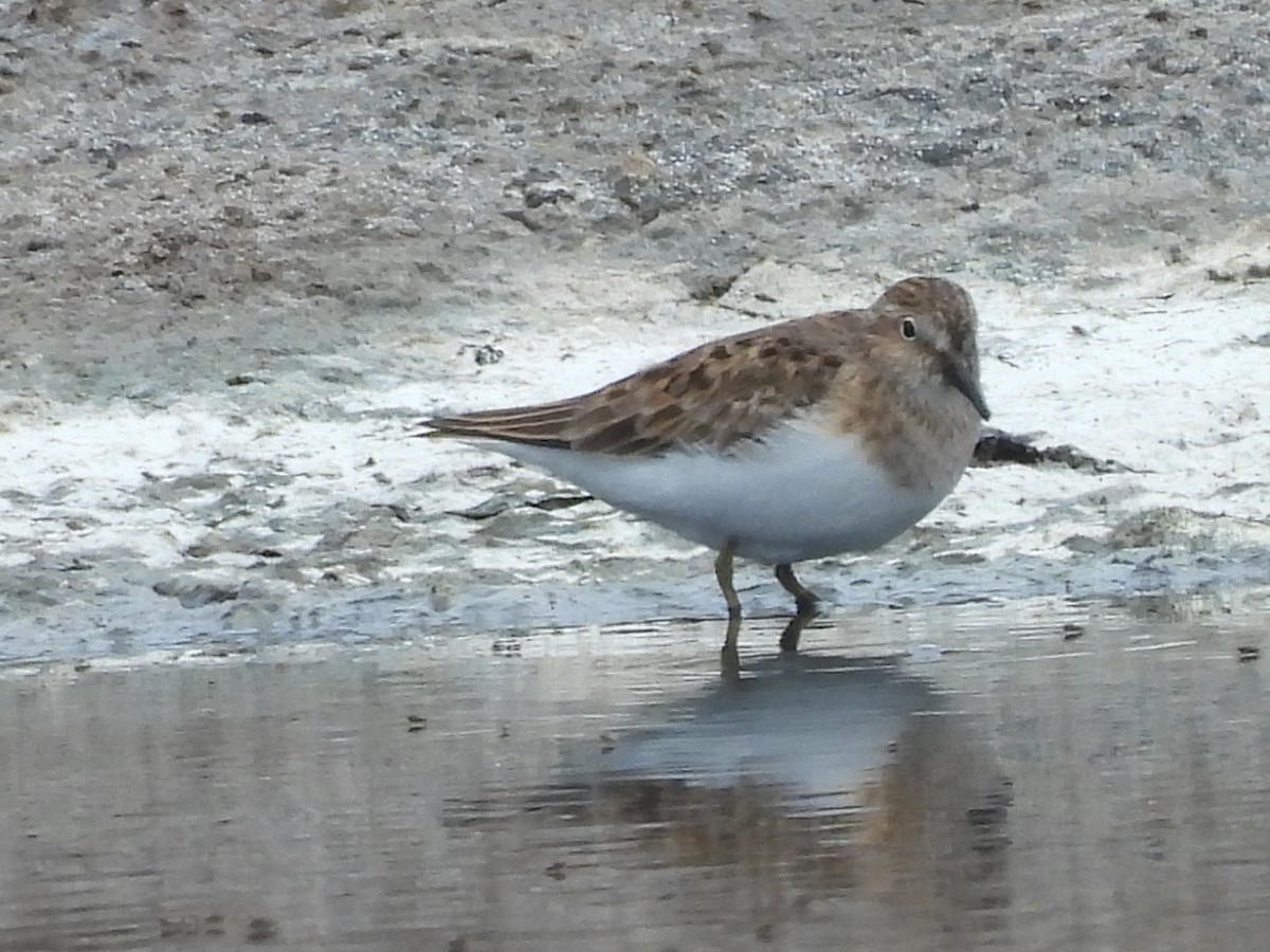 Temminck's Stint - ML635700255