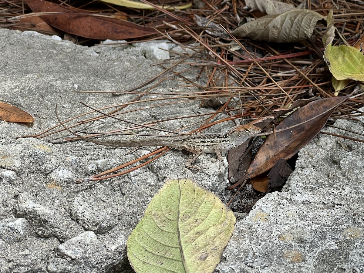 Brown Anole - ML635700324