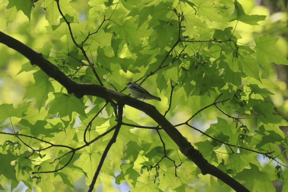 Cerulean Warbler - ML635700375