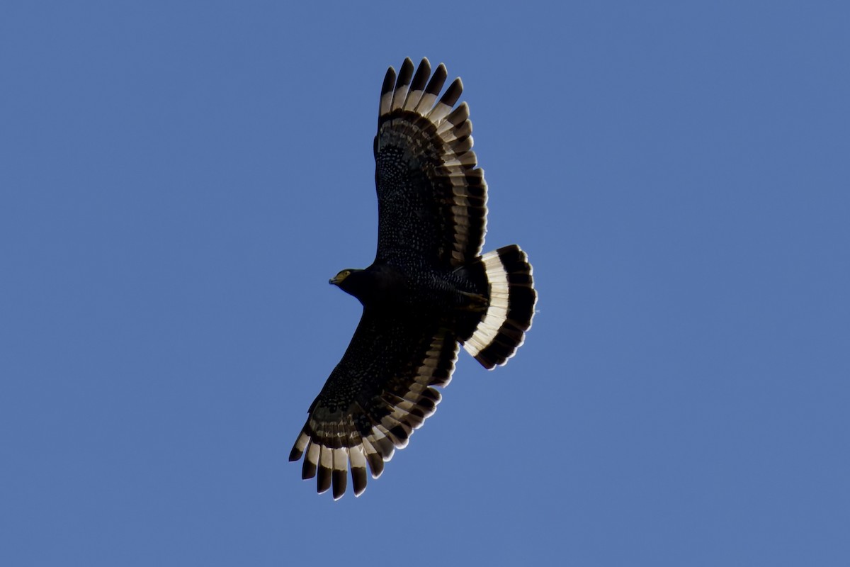 Mountain Serpent-Eagle - ML635700383