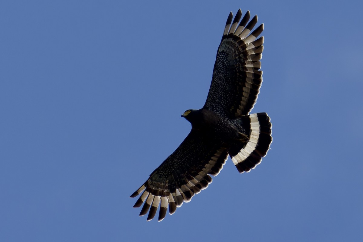 Mountain Serpent-Eagle - ML635700384
