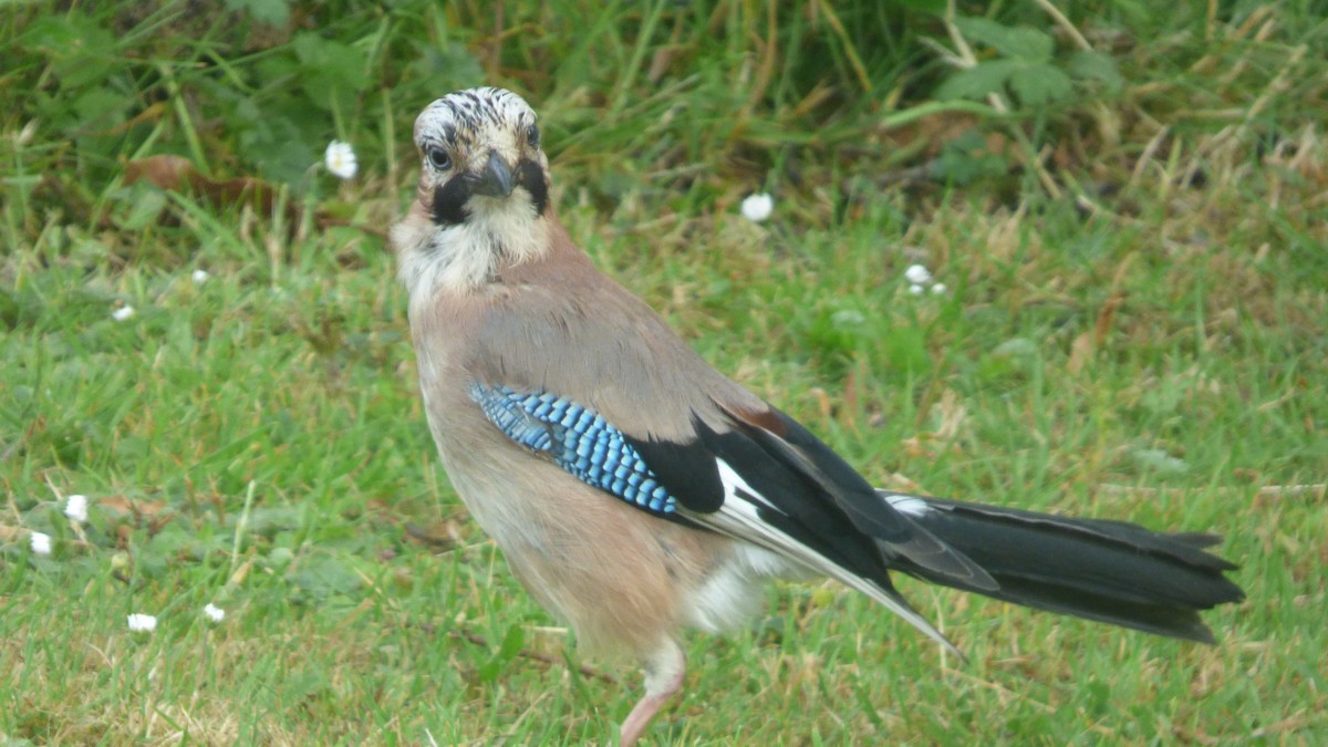 Eurasian Jay - ML635700396