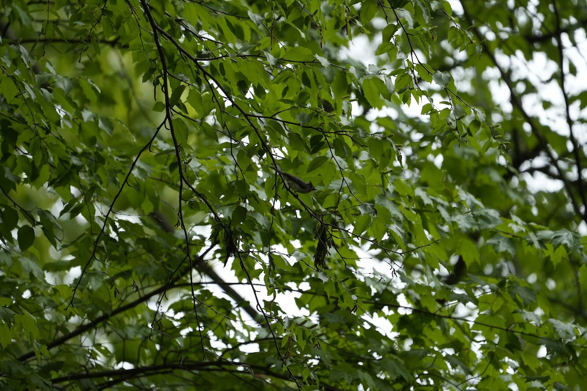 Tufted Titmouse - ML635700403
