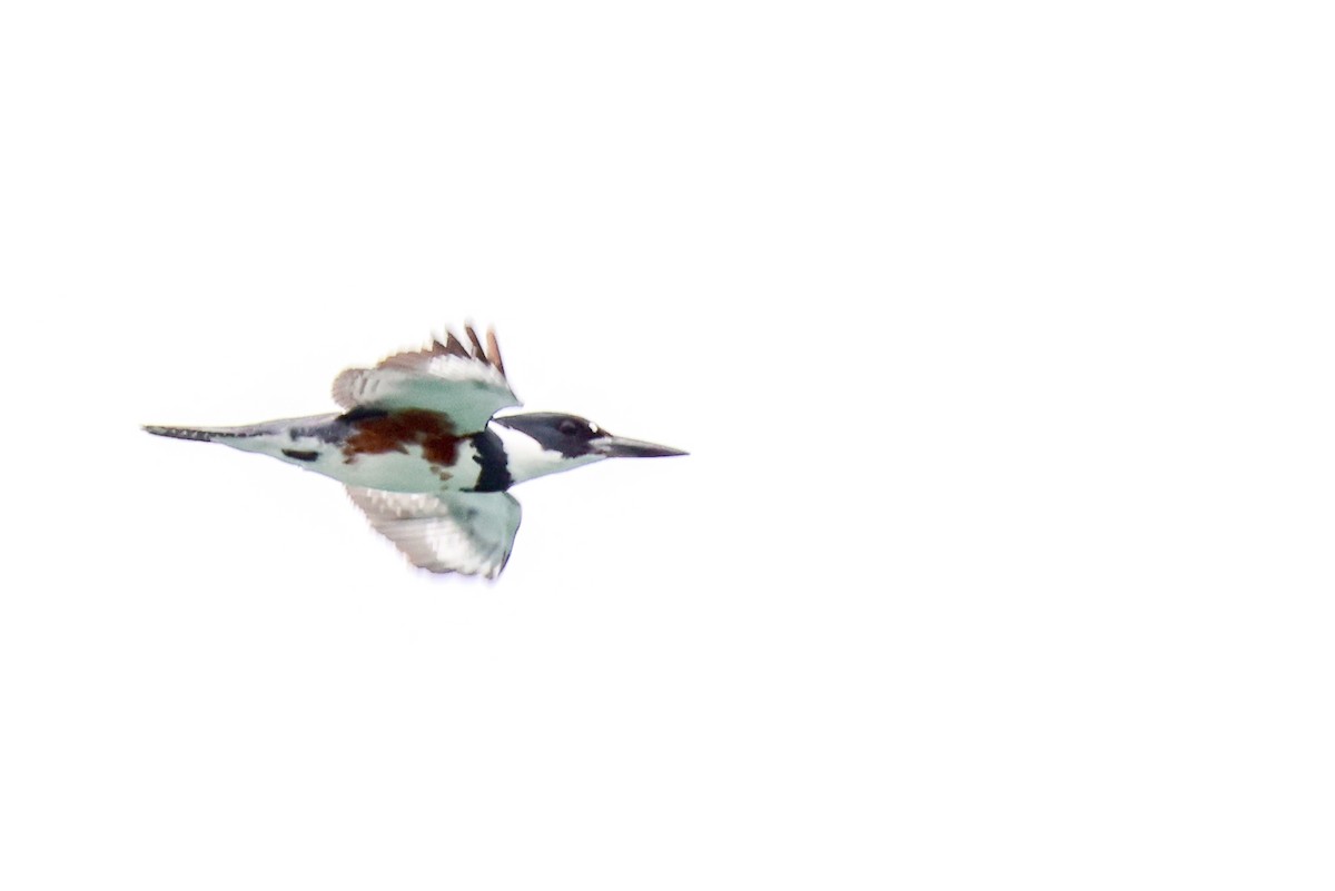 Belted Kingfisher - ML635700434