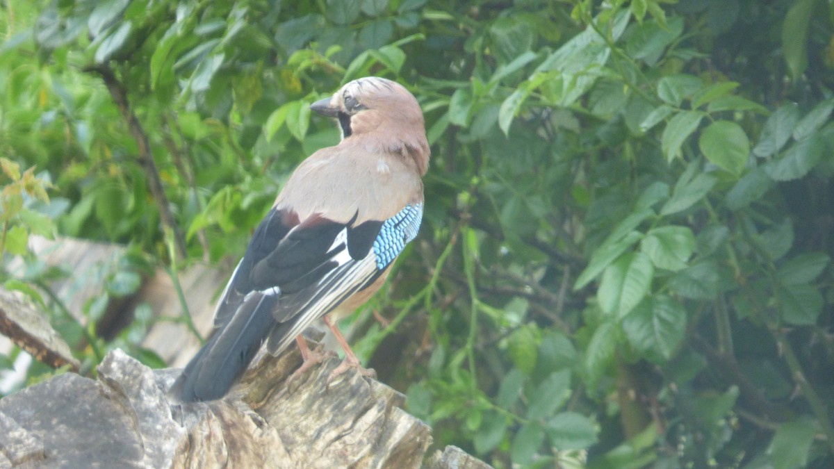 Eurasian Jay - ML635700512