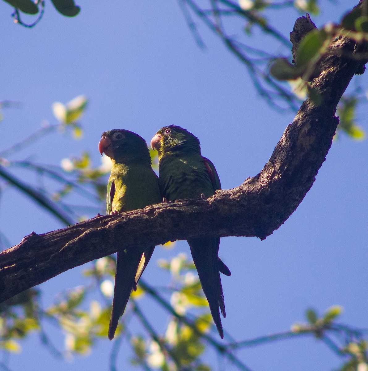 Cuban Parakeet - ML635700565