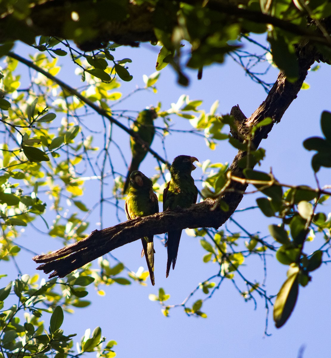 Cuban Parakeet - ML635700567