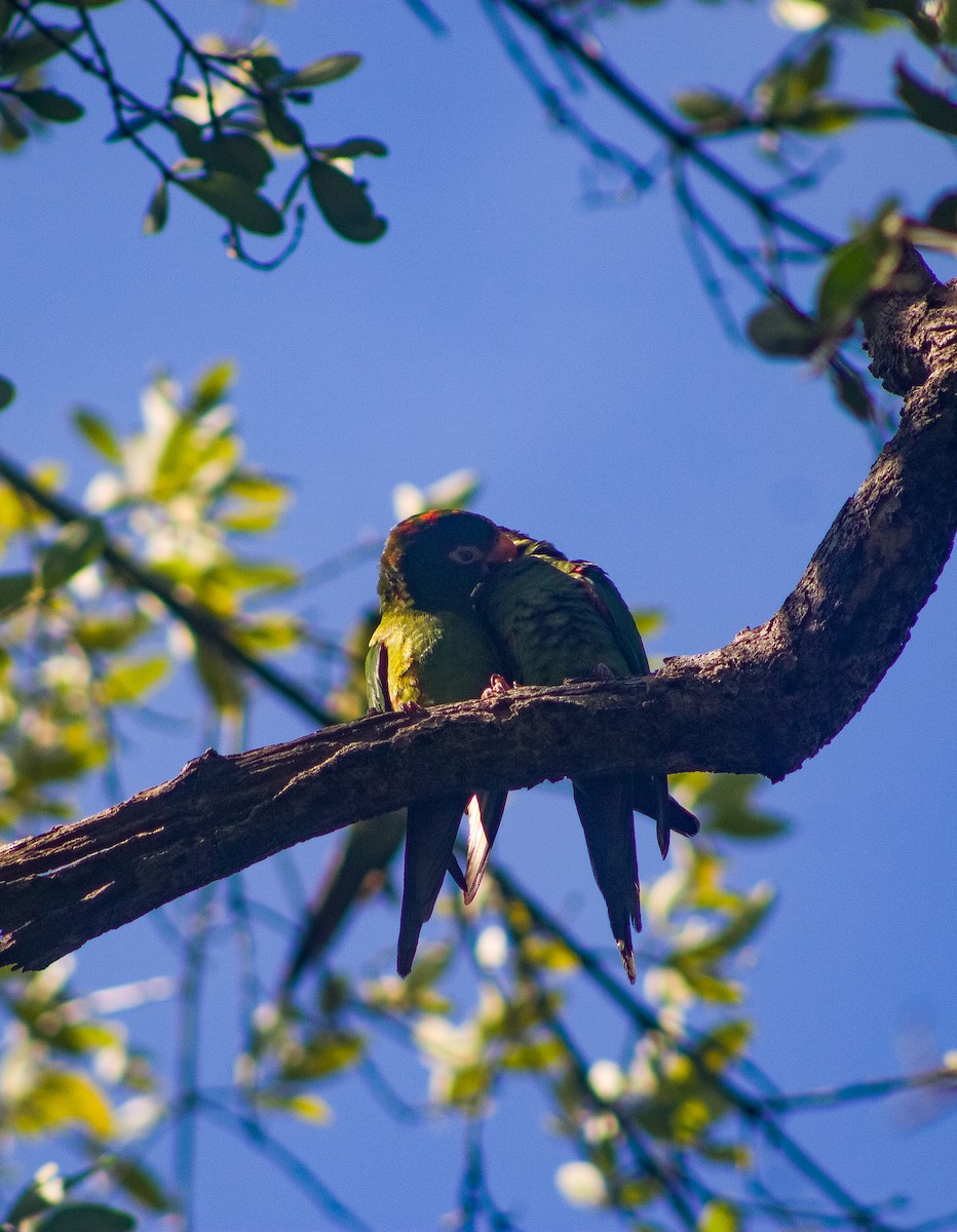 Cuban Parakeet - ML635700568