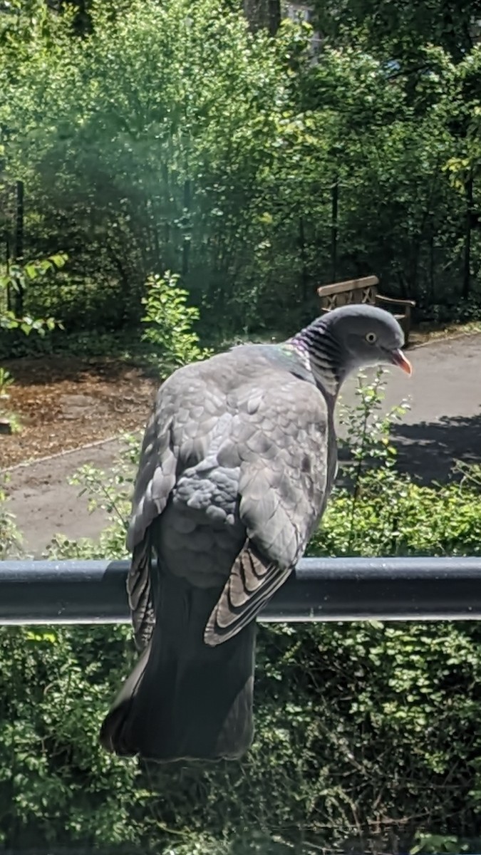 Common Wood-Pigeon - ML635700583