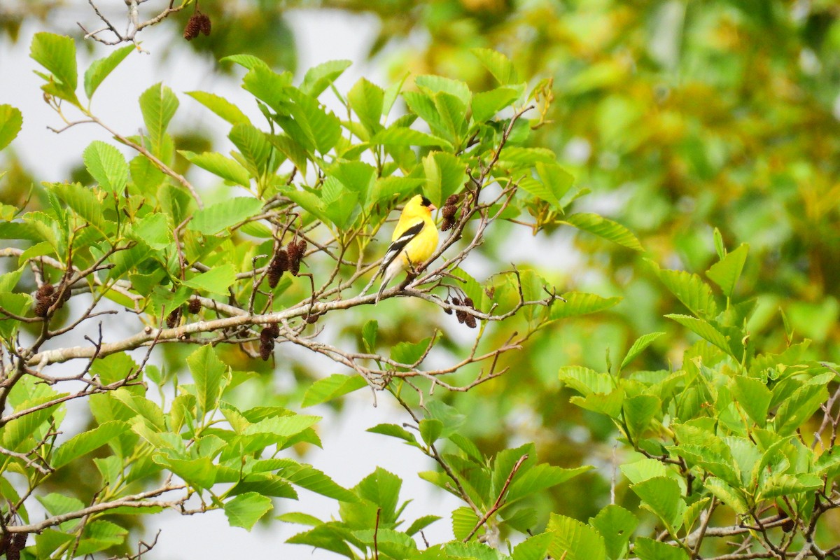 American Goldfinch - ML635700641