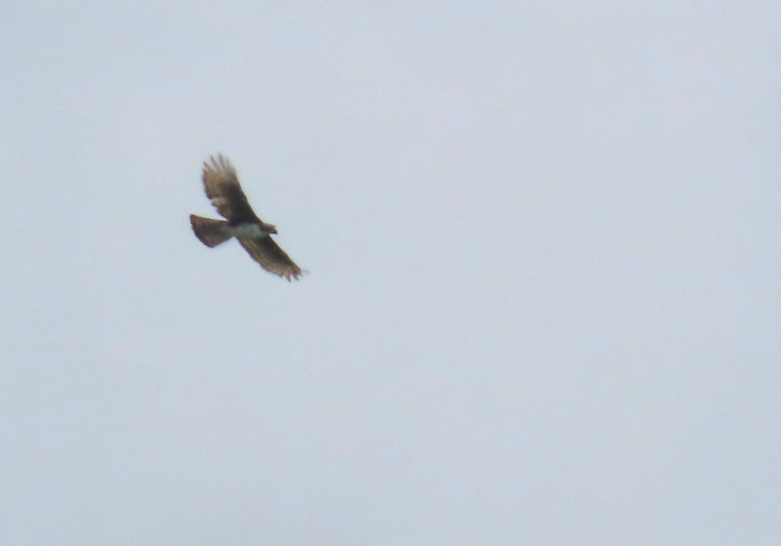 Cassin's Hawk-Eagle - ML635700643